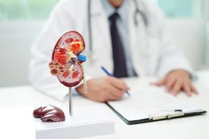 A doctor uses a kidney model to explain how diabetic nephropathy damages the kidneys.