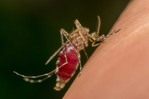 A mosquito biting human skin, illustrating that dengue fever is caused by the dengue virus.