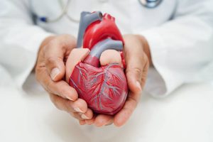 A medical professional holds a 3D heart model, highlighting heart health, lifestyle, and diet changes.
