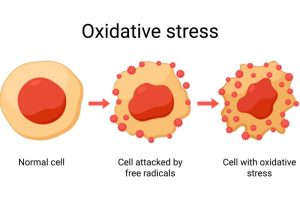Oxidative stress and inflammation in cells cause heart disease, Antioxidants in fruits repair this.